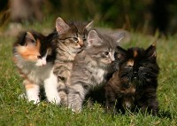Litter